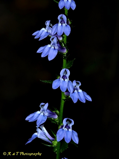 {Lobelia siphilitica}